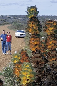 ロイヤル・ハケアフィッツジェラルド・リバー国立公園